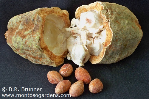 درخت کاکائوی وحشی - معرفی درختان میوه